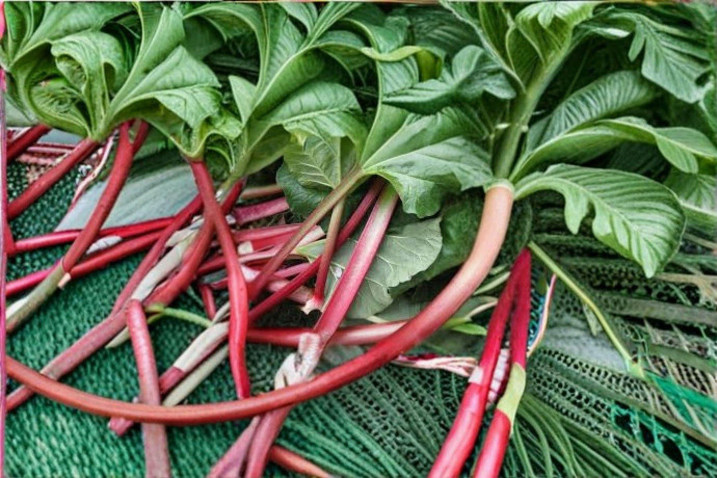 Victoria Rhubarb Seeds: Heirloom Tart Red-Green Perennial (25 Seeds)