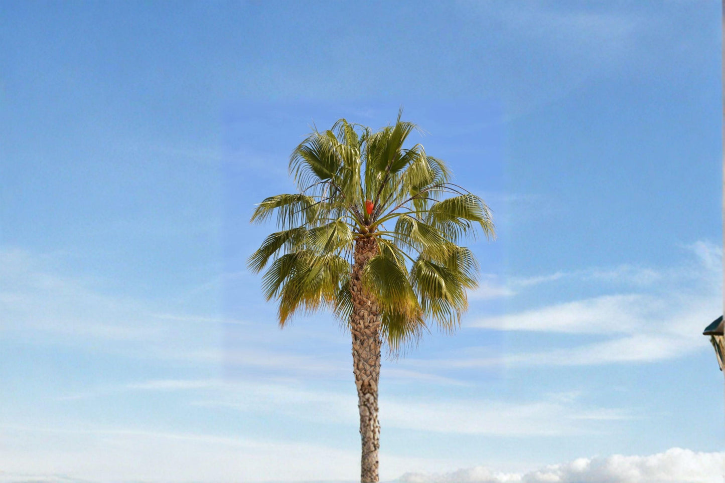 California Fan Palm Seeds - Drought Tolerant, Native Palm Tree (5 Seed