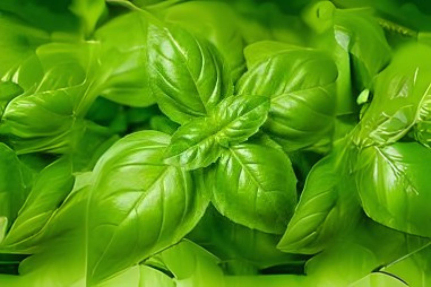 700 Genovese Basil Seeds: Italian Heirloom Herb for Cooking & Pesto
