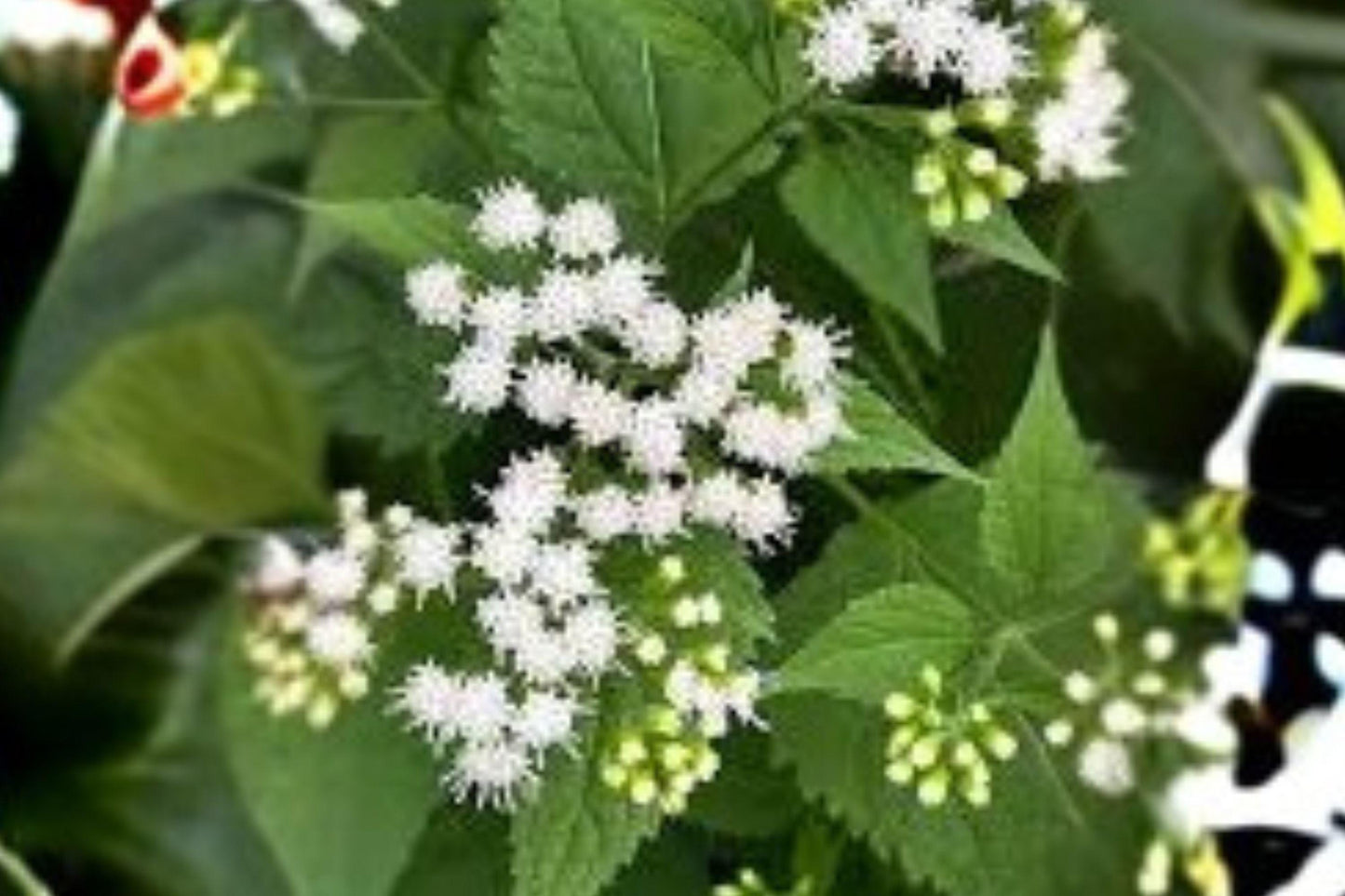 500 Seeds for Planting Ageratina altissima – White Snakeroot, Native Woodland Wildflower
