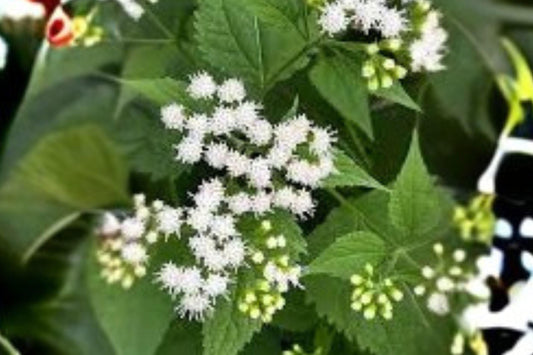 500 Seeds for Planting Ageratina altissima – White Snakeroot, Native Woodland Wildflower