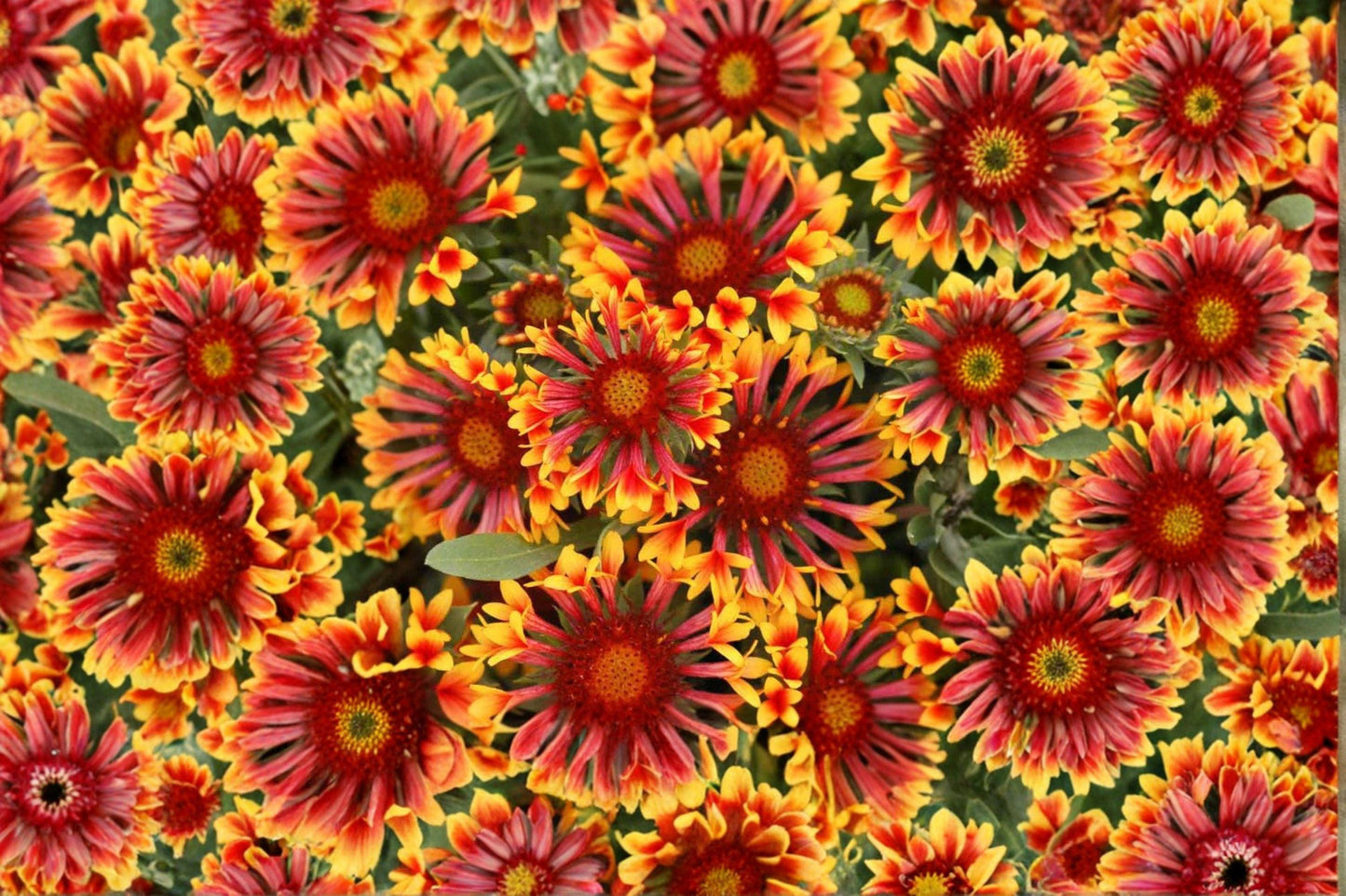 25 Blanketflower Seeds – Gaillardia aristata – Meriwether Wildflower – Drought Tolerant – Pollinator Plant