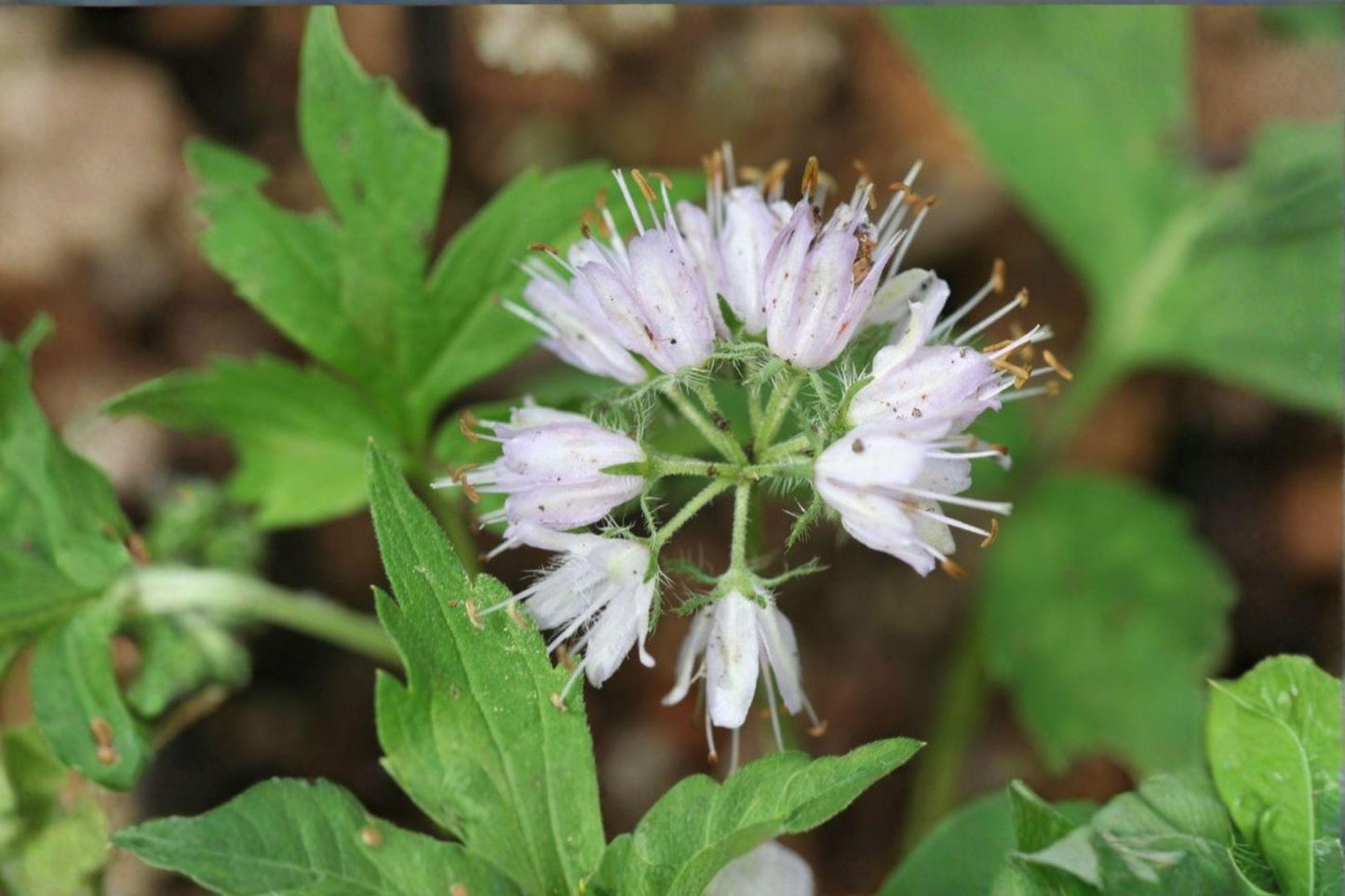 10 Virginia Waterleaf Seeds – Hydrophyllum virginianum – Native Woodland Wildflower – Shade Garden Plant