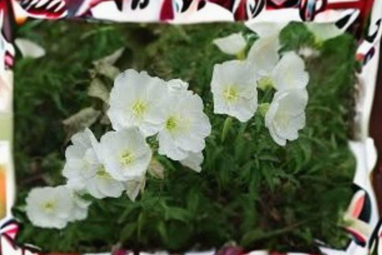 100 Pale Evening Primrose Seeds – Oenothera pallida – Native Wildflower – Drought Tolerant – White Blooms