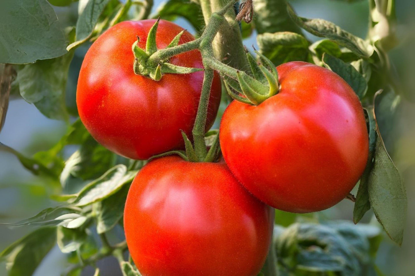 Rutgers Tomato Seeds | Heirloom Red Vegetable, 100 mg