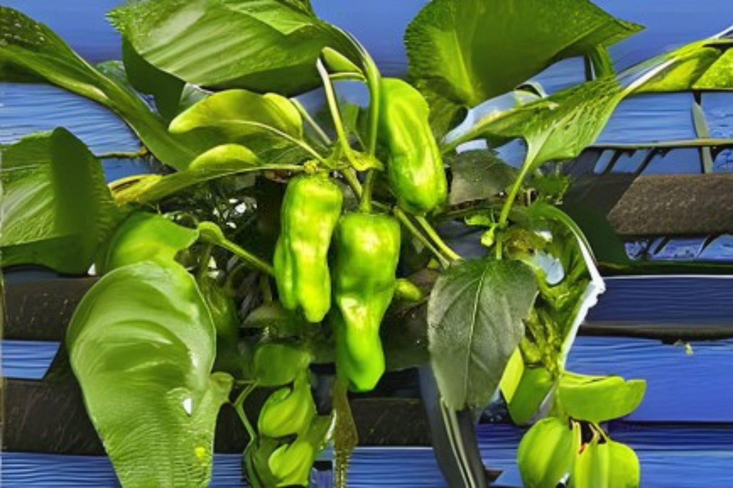 Shishito Pepper Seeds | 250mg, Mild Japanese Vegetable, Non-GMO
