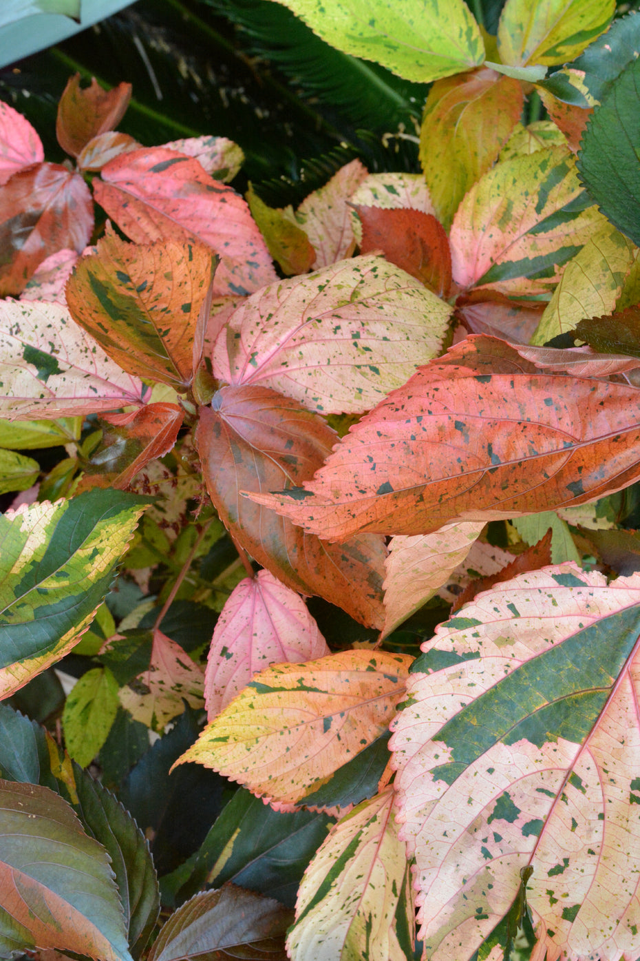 3 Acalypha Wilkesiana Cuttings – Tricolor Variegated Copperleaf – Live Tropical Foliage Plant – Unrooted Starter Stems for Propagation