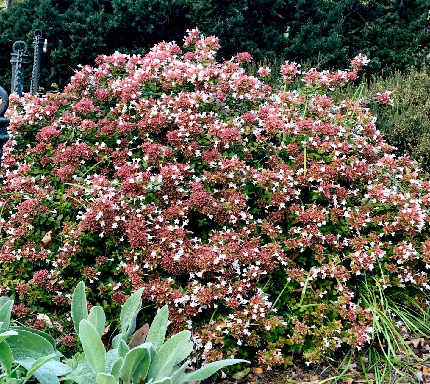 3 Abelia ‘Rose Creek’ Plants (Abelia x grandiflora) – 2” Bare Root – White Flowers, Compact Shrub, Fragrant, Pollinator-Friendly