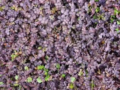 Purple New Zealand Burr 1 Live Plant – 4-Inch Pot – Acaena inermis ‘Purpurea’
