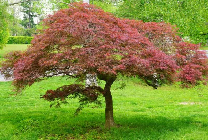 10 Japanese Maple ‘Garnet’ Cuttings – Weeping Acer palmatum, Unrooted Wood for Grafting or Rooting, 6–7” Long, 3–5mm Thic