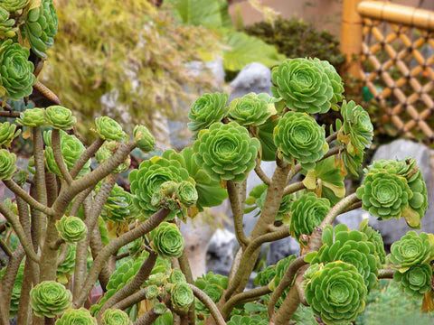 10 Aeonium Succulent Cuttings | 3”+ Large Rosettes | Live Unrooted Plants | Easy to Propagate | Rare Varieties | Drought-Tolerant
