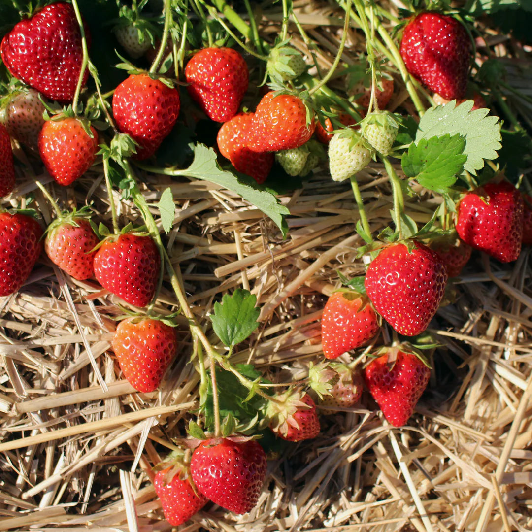 Allstar Strawberry Plants (25 Bare Root) – June-Bearing Variety – Large Sweet Berries – High Yield & Cold Hardy Garden Fruit