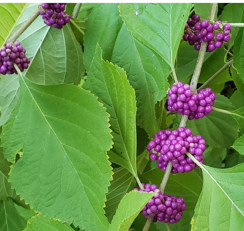 4 Beautyberry Bush Cuttings (Callicarpa americana) – Live Unrooted Stems | Purple Berry Shrub | Native Wildlife & Pollinator Plant