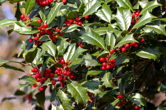 15 American Holly Cuttings (Ilex opaca) | Organic, Fresh, Unrooted | Evergreen Tree Starts | Christmas Holly | Live Plant