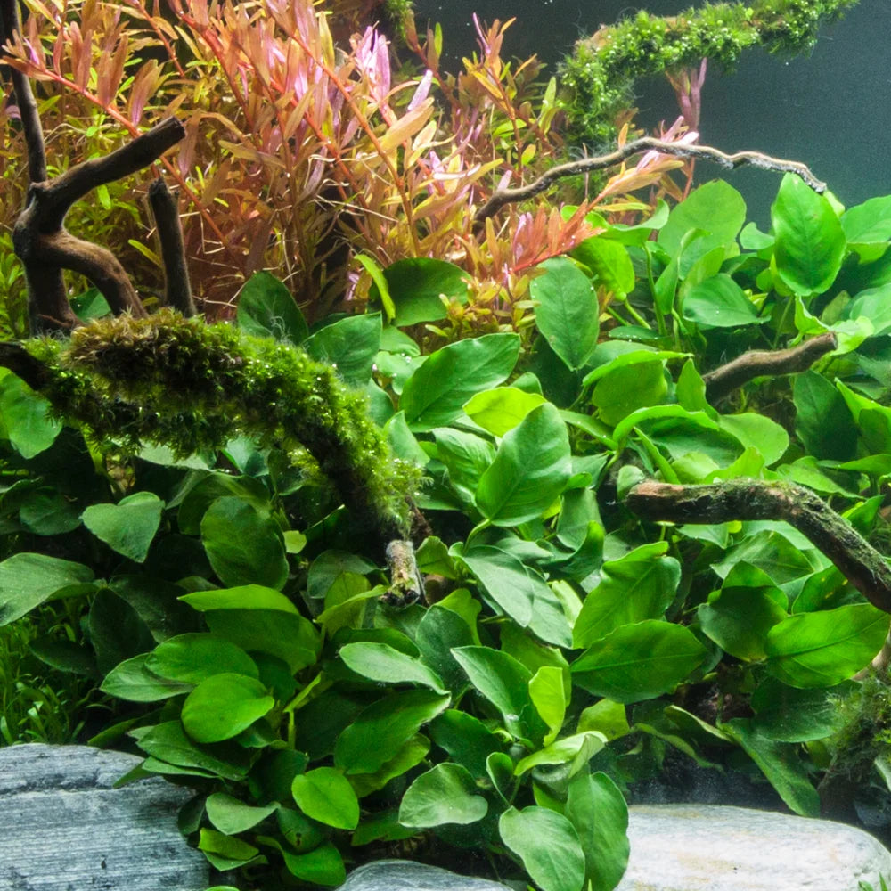 Anubias Barteri Nana Live Aquarium Plant | Small Bare Root Freshwater Plant | Easy Low Light Aquascape Plant | Anubias Petite