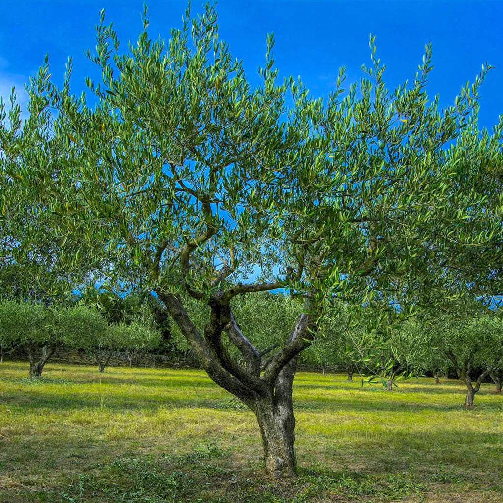Arbequina Olive Tree Starter Plant | 1 Live Young Tree | Cold Hardy, Self-Pollinating | Fresh Olives & Oil | Easy Grow in Pot or Garden