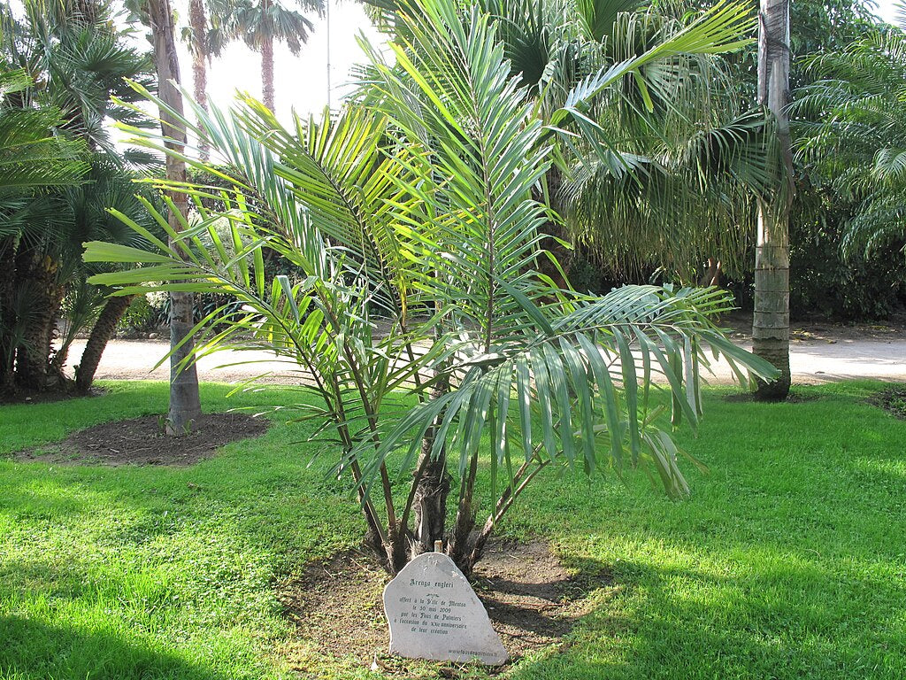 2 Arenga engleri (Dwarf Sugar Palm) | Bare Root Starter Seedlings | Fragrant Palm | Clumping Hardy Palm | Tropical Landscape