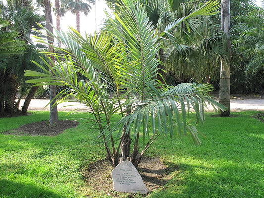 2 Arenga engleri (Dwarf Sugar Palm) | Bare Root Starter Seedlings | Fragrant Palm | Clumping Hardy Palm | Tropical Landscape