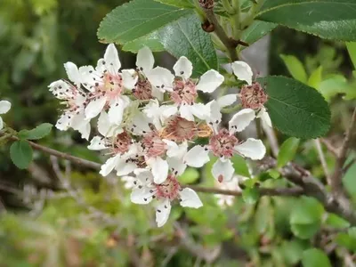 Low Scape Mound Chokeberry – 1 Live Shrub, 3-Gallon Pot – Aronia melanocarpa ‘UCONNAM165’