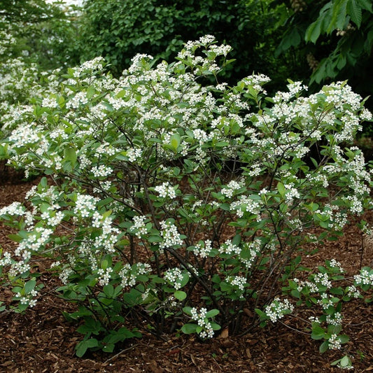 12 Aronia Black Chokeberry Cuttings | Unrooted Hardwood Set | Aronia melanocarpa | Edible Berries, Native Shrub, Easy to Propagate