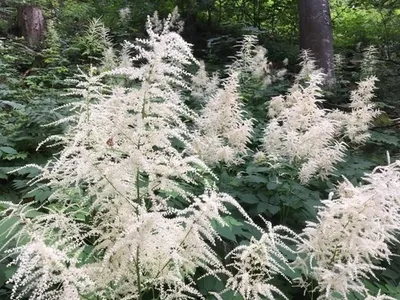 Goat’s Beard 1 Live Perennial Plant – Aruncus dioicus – 1 Gallon Pot
