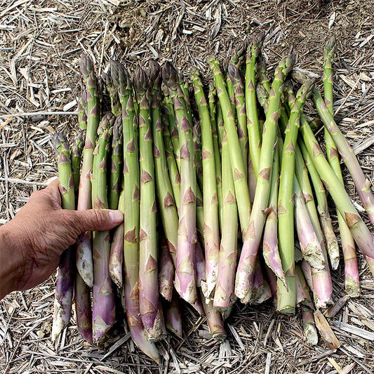 10 Millennium Asparagus Bare Root Crowns | 2-Year Live Plants | Non-GMO Heirloom | Perennial Vegetable Garden Starter