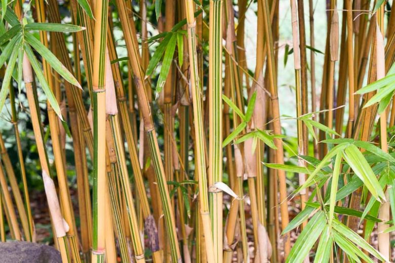 Bambusa Alphonse Karr Bamboo | Golden Hedge Clumping Bamboo | 1 Live Division for Privacy Screen | Non-Invasive Fast Grower