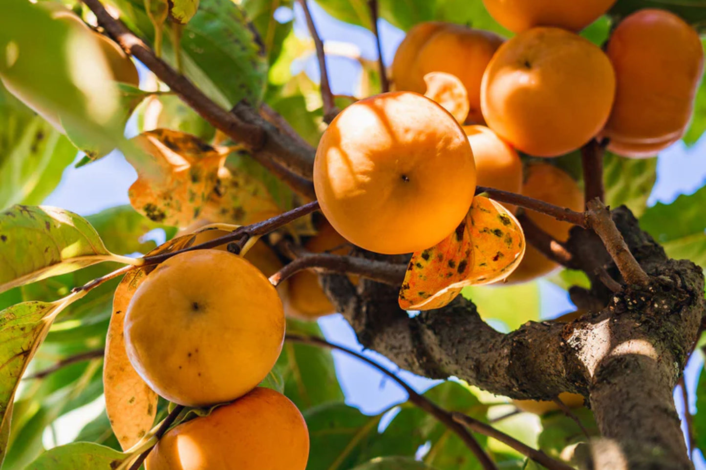 Fuyu Persimmon Tree – 1 Live Bareroot Tree up to 2ft Tall – Diospyros kaki Non-Astringent Sweet Fruit Tree for Home Orchard