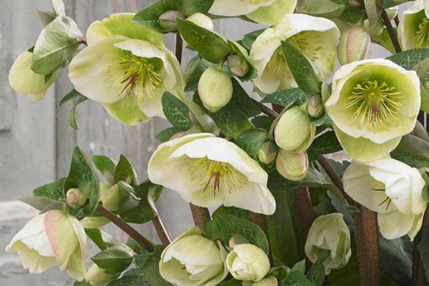 Hellebore ‘First Dance’ (Helleborus x hybridus) – Established Gal Size, Healthy Root System & Foliage, Lenten Rose Perennial