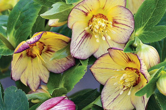 Hellebore ‘Tropical Sunset’ (Helleborus x hybridus) – Established Gal Size Lenten Rose Perennial, Shipped w/Foliage Intact