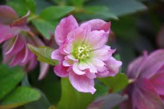 Hellebore ‘Maid of Honor’ (Helleborus x hybridus) – Gal Size, Viable Root System, Intact Foliage, Lenten Rose Perennial