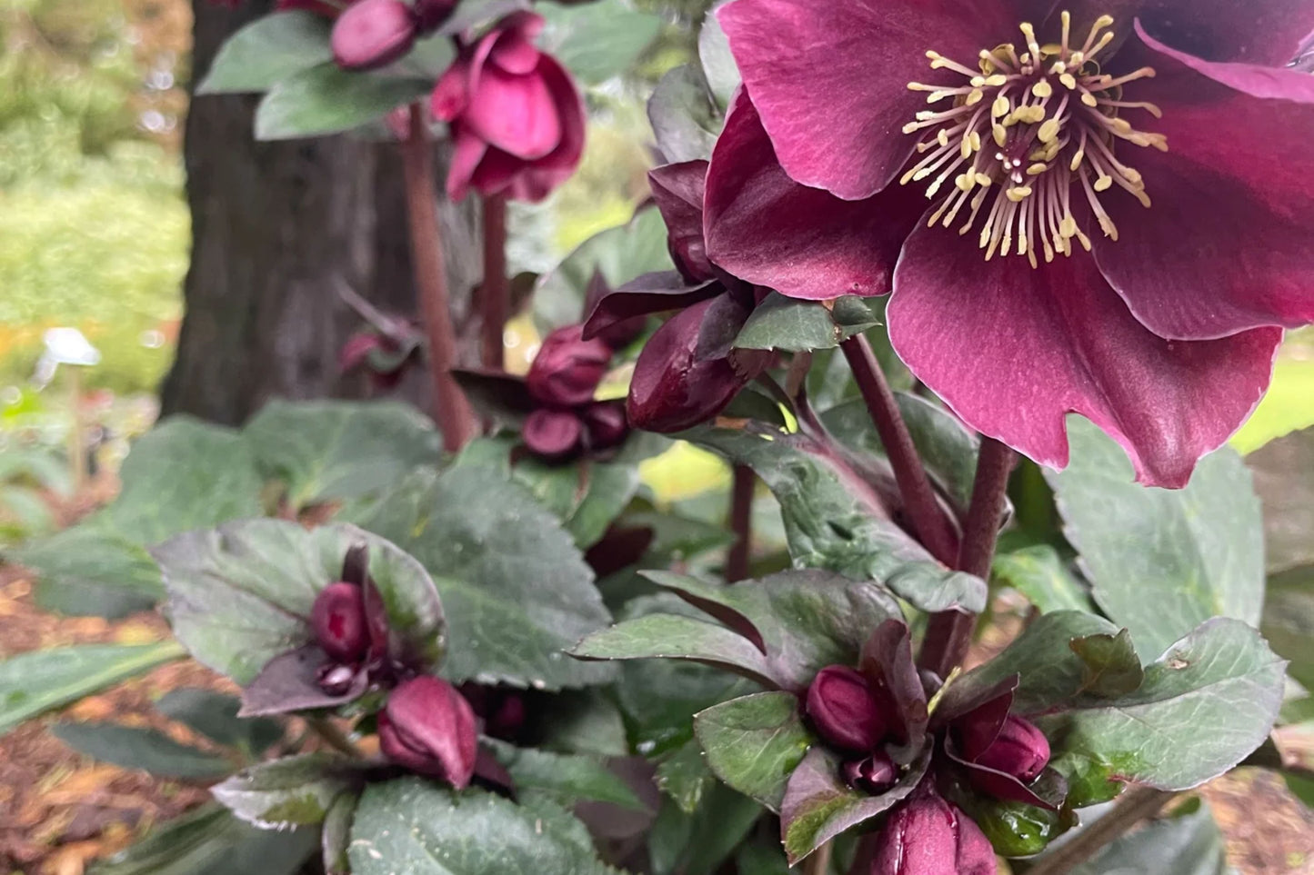 Hellebore ‘Brunello’ (Helleborus x hybridus) – Established Gal Size, Healthy Roots, Untrimmed Foliage, Lenten Rose Perennial