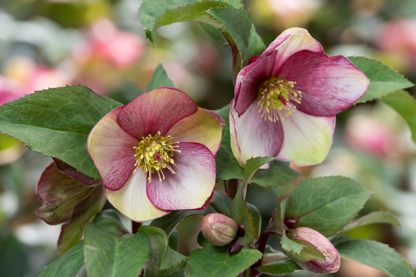 Hellebore ‘Dark Picotee’ (Helleborus x hybridus) – Established Gal Size, Healthy Roots, Lenten Rose, Shade Garden Perennial