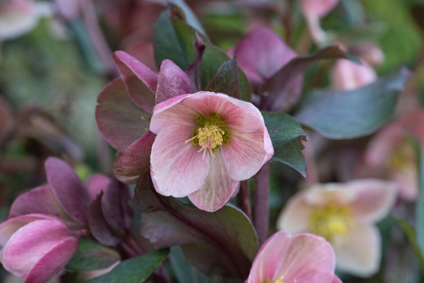 Hellebore ‘Frosty Rose’ (Helleborus x hybridus) – Gal Size Plant, Healthy Roots, Untrimmed Foliage, Lenten Rose Shade Perennial