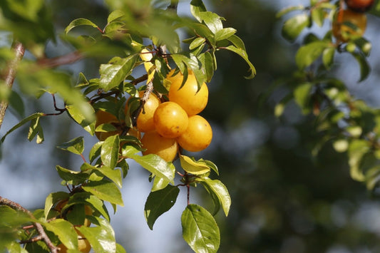 Yellow Plum Tree – Live Rooted Tree up to 2ft Tall, Bareroot – Sweet Golden Plum Fruit Tree, Prunus domestica for Home Orchard