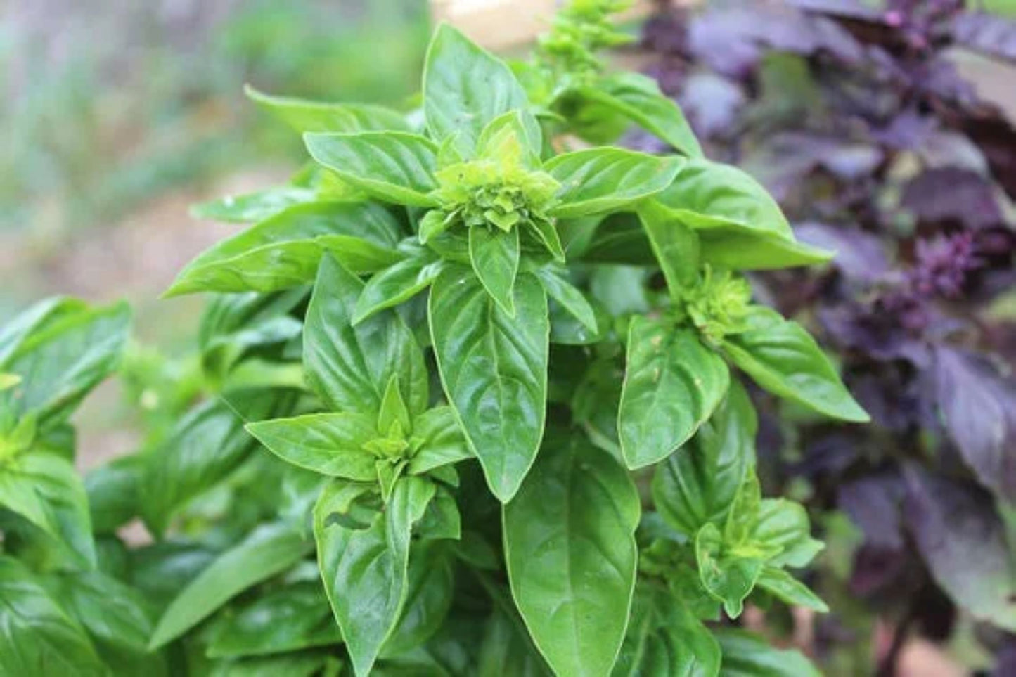 Sweet Italian Basil Live Plant – Multiple Rooted Bundles – Ocimum basilicum Organic Herb for Cooking, Garden, Pesto & Indoor Growing