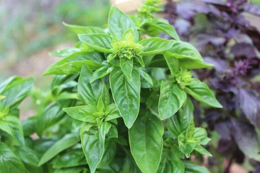 Sweet Italian Basil Live Plant – Multiple Rooted Bundles – Ocimum basilicum Organic Herb for Cooking, Garden, Pesto & Indoor Growing