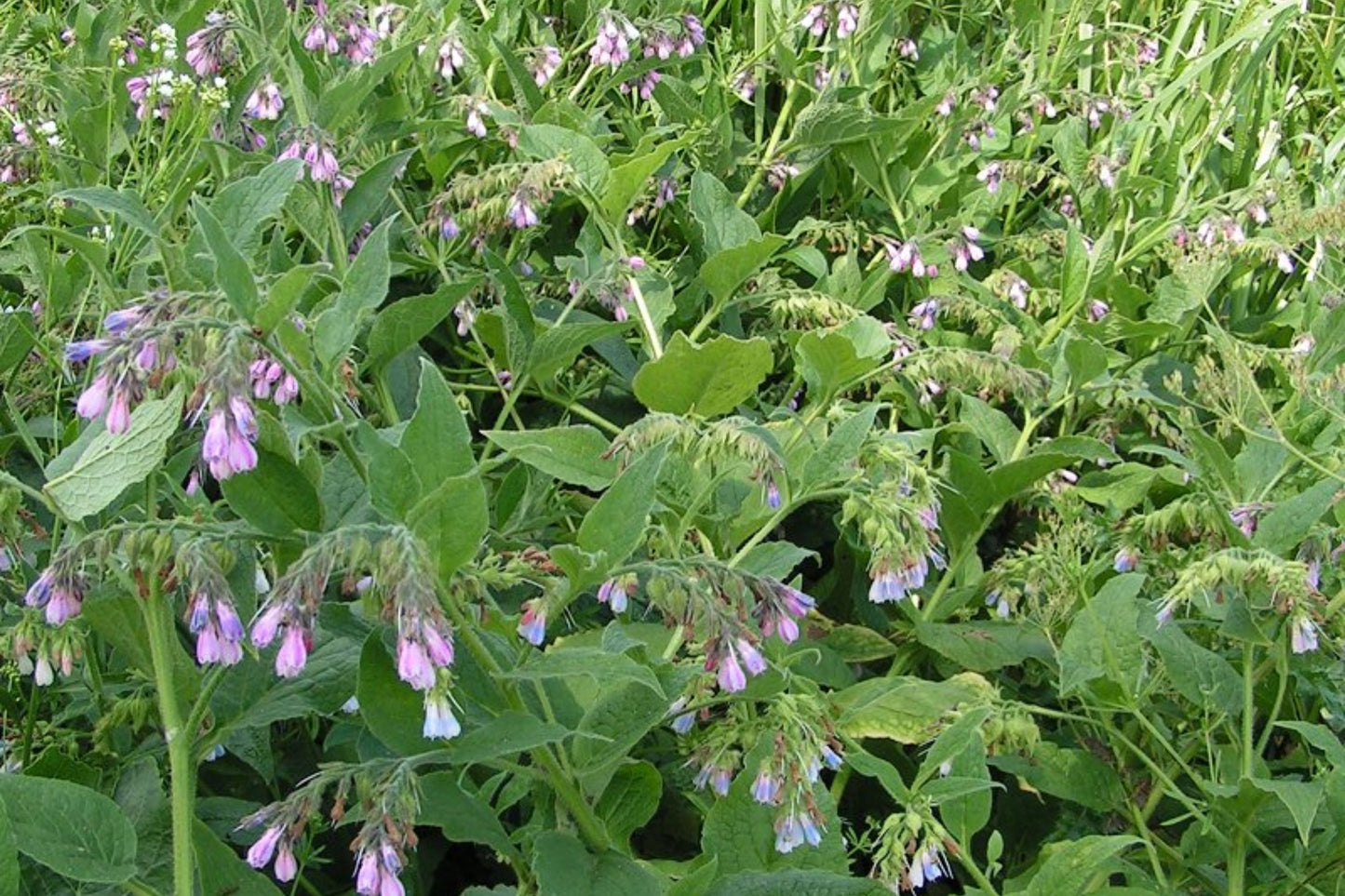 Root Cutting – Symphytum × uplandicum – Organic Heirloom Medicinal Herb, Live Plant Bare Root Starter