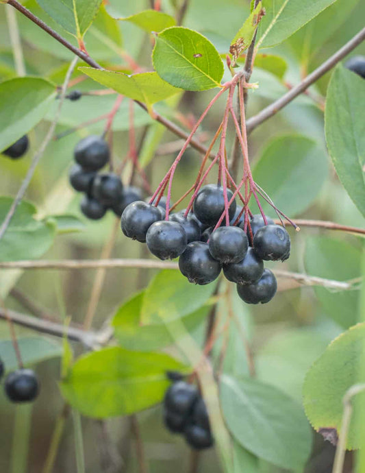 Black Chokeberry Plant (Aronia melanocarpa) - 2ft Tall, Bare Root - Aronia Berry Bush, Edible Berries, Wildlife, Native Shrub