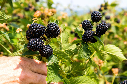 2 Ponca Thornless Blackberry Plants – Rubus Hybrid Bare Root Bushes | Sweet Early Berries for Garden, Patio, or Home Orchard Growing