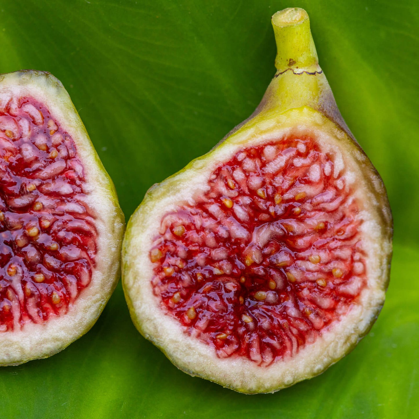 Blava Campanera Fig Cutting - Unrooted 8"+, 3+ Nodes | Rare Spanish Ficus carica, Sweet Dark Fig Tree for Propagation or Grafting