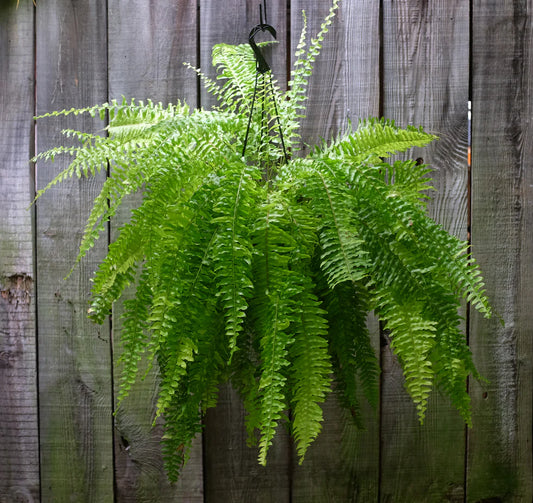 4 Boston Fern Live Plants, 8” Tall | Indoor/Outdoor Air-Purifying Fern, Nephrolepis exaltata by Costa Farms Style