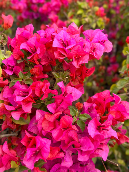 7 Bougainvillea Fuchsia Pink Live Cuttings – 6" Unrooted Flowering Shrub, Vining Bush, Tropical Plant for Garden or Bonsai