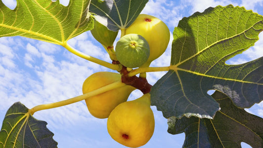 1 Yellow Long Neck Fig Tree | Ficus carica | Live Bare Root Plant for Orchard, Garden, or Container | Sweet Yellow Fruit Variety