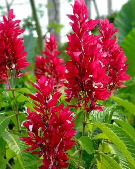 Brazilian Red Cloak Cuttings | 7 Fresh Unrooted Starts | Megaskepasma erythrochlamys | Tropical Flowering Shrub