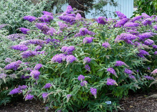 Buddleja Davidii 7 Purple Butterfly Bush Cuttings | Unrooted 6" Live Flower Plants | Attracts Butterflies | Fast-Growing Shrub