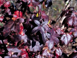 Burgundy Blush Sweetgum 1 Live Tree – Liquidambar styraciflua ‘Burgundy Blush’ – 3 Gallon Pot