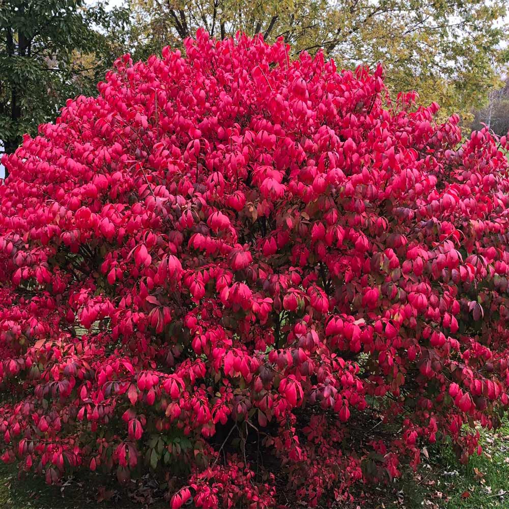 10 Burning Bush Cuttings – Euonymus alatus Hardwood Unrooted Shrub Propagation, Brilliant Red Fall Color, Cold Hardy Ornamental