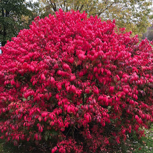 10 Burning Bush Cuttings – Euonymus alatus Hardwood Unrooted Shrub Propagation, Brilliant Red Fall Color, Cold Hardy Ornamental