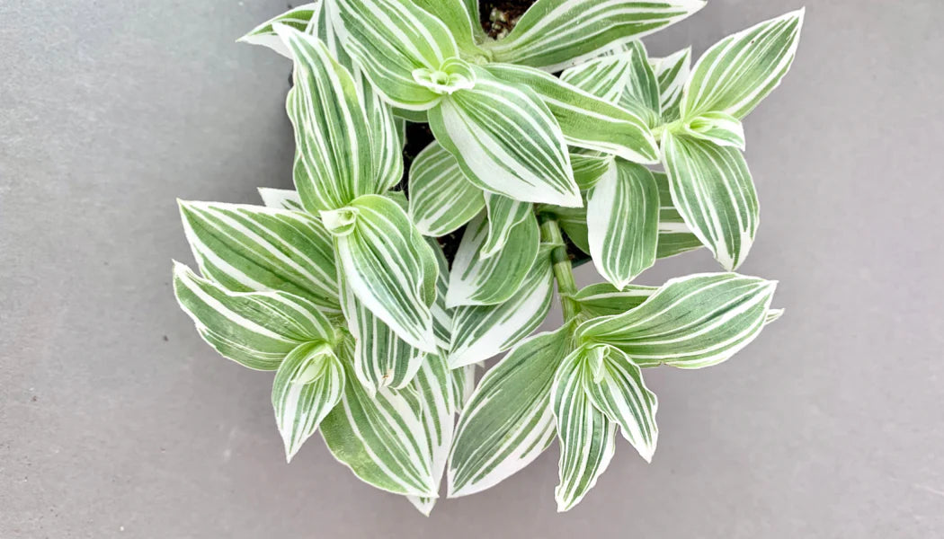 5 Tradescantia albiflora Cuttings – Variegated Unrooted Starter Vines | Easy Indoor or Outdoor Houseplant for Pots or Hanging Baskets